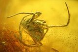 Fossil Spider (Araneae) in Baltic Amber #142190-2